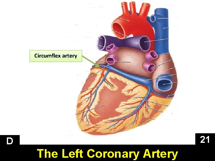 Circumflex artery 21 D The Left Coronary Artery 