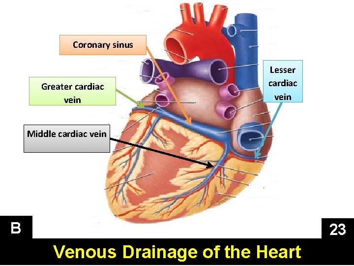Coronary sinus Greater cardiac vein Lesser cardiac vein Middle cardiac vein B 23 Venous