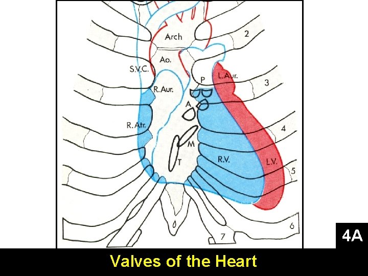 4 A Valves of the Heart 