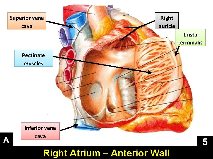 Superior vena cava Right auricle Crista terminalis Pectinate muscles A Inferior vena cava Right