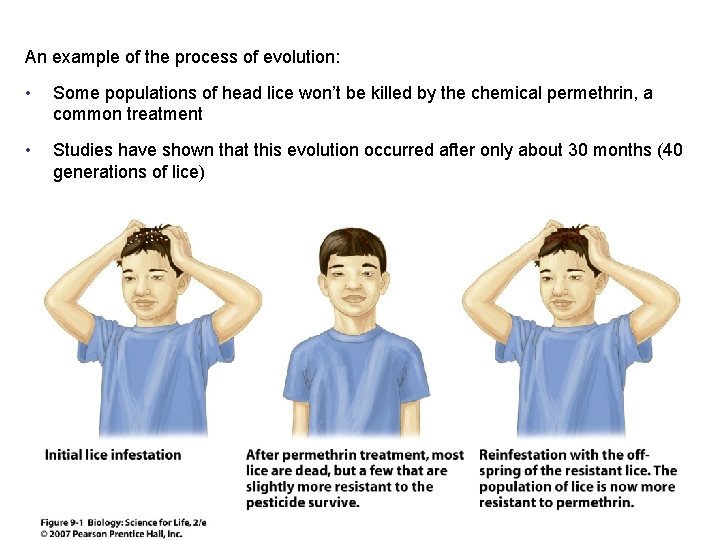 An example of the process of evolution: • Some populations of head lice won’t