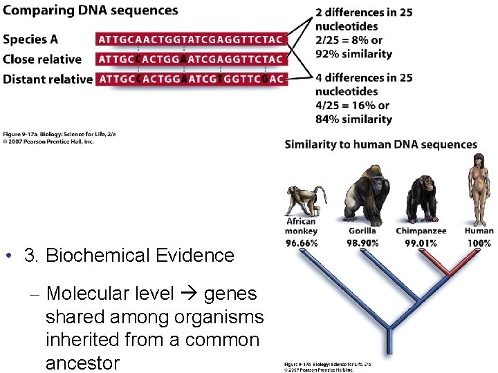  • 3. Biochemical Evidence – Molecular level genes shared among organisms inherited from