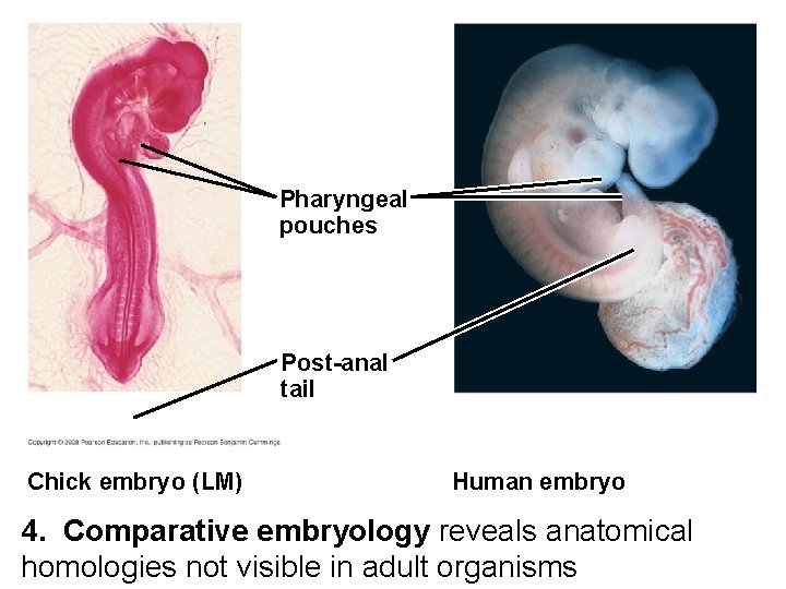 Fig. 22 -18 Pharyngeal pouches Post-anal tail Chick embryo (LM) Human embryo 4. Comparative