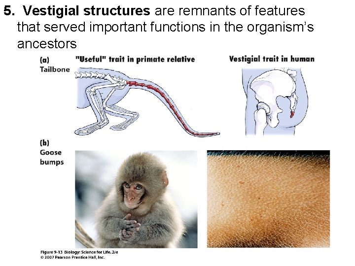 5. Vestigial structures are remnants of features that served important functions in the organism’s