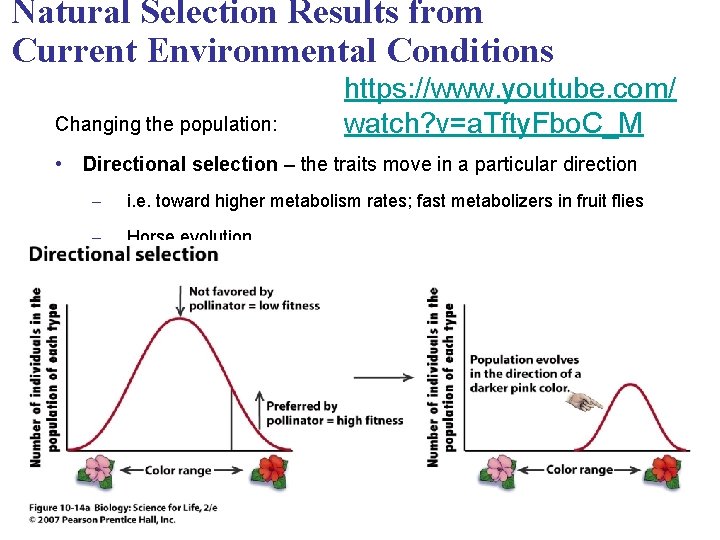 Natural Selection Results from Current Environmental Conditions Changing the population: https: //www. youtube. com/