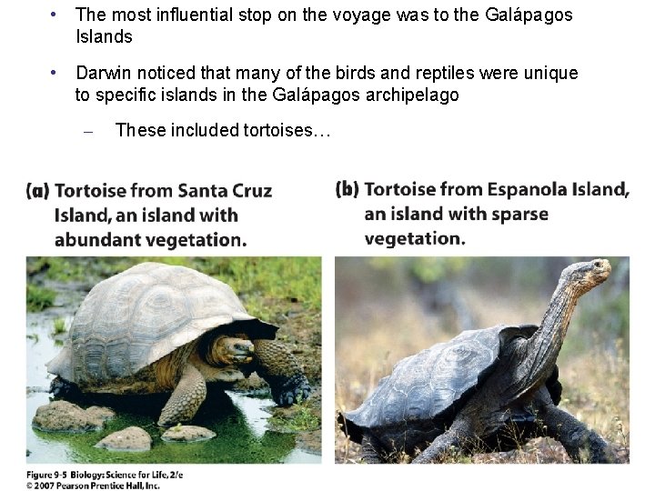  • The most influential stop on the voyage was to the Galápagos Islands