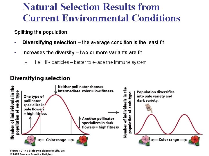Natural Selection Results from Current Environmental Conditions Splitting the population: • Diversifying selection –
