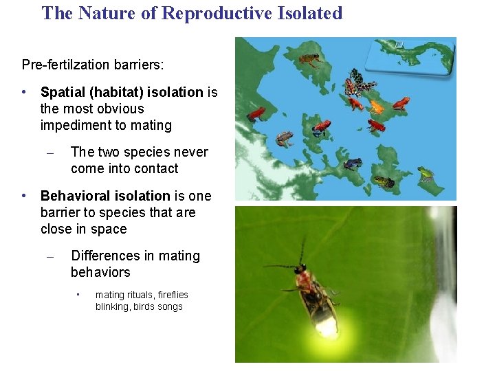 The Nature of Reproductive Isolated Pre-fertilzation barriers: • Spatial (habitat) isolation is the most