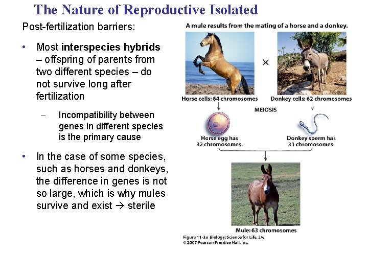The Nature of Reproductive Isolated Post-fertilization barriers: • Most interspecies hybrids – offspring of