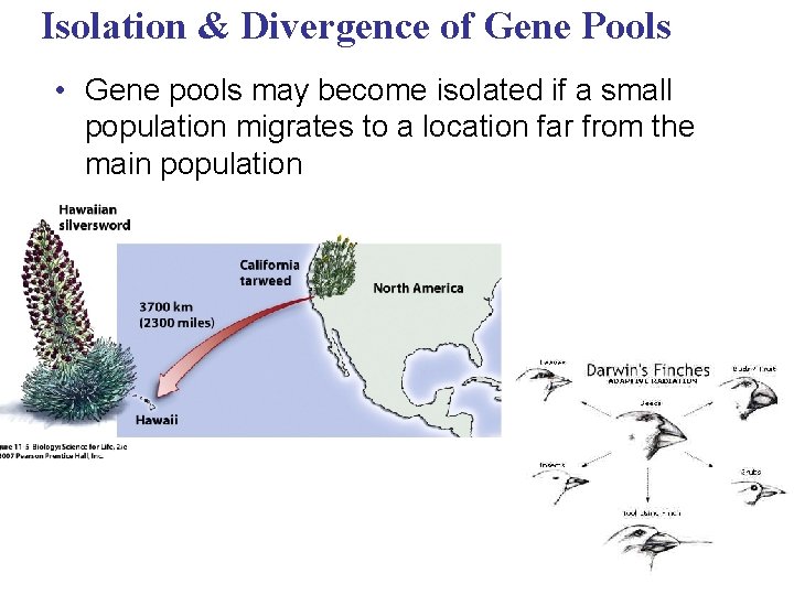Isolation & Divergence of Gene Pools • Gene pools may become isolated if a