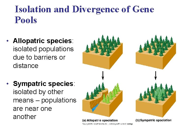 Isolation and Divergence of Gene Pools • Allopatric species: isolated populations due to barriers