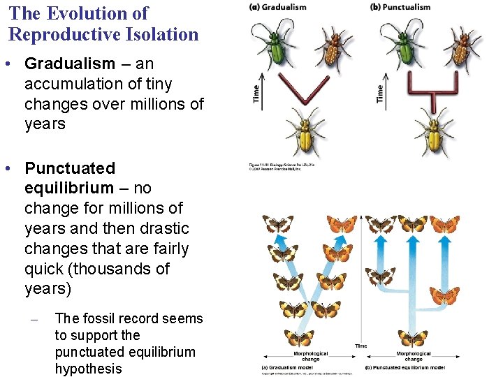 The Evolution of Reproductive Isolation • Gradualism – an accumulation of tiny changes over