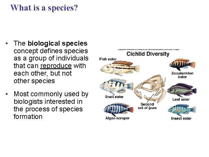 What is a species? • The biological species concept defines species as a group
