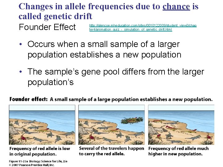 Changes in allele frequencies due to chance is called genetic drift Founder Effect http: