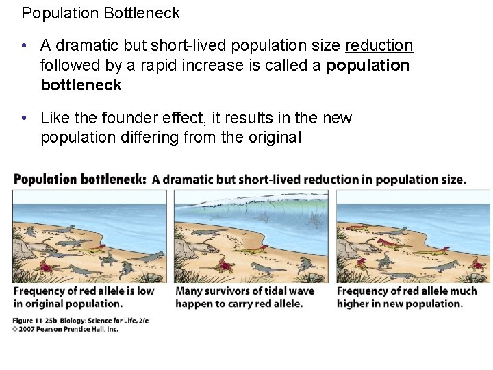 Population Bottleneck • A dramatic but short-lived population size reduction followed by a rapid