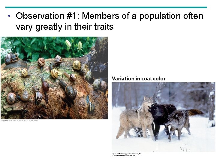  • Observation #1: Members of a population often vary greatly in their traits