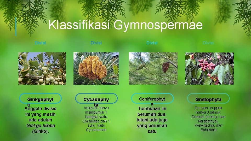 Klassifikasi Gymnospermae Divisi Ginkgophyt a Anggota divisio ini yang masih adalah Ginkgo biloba (Ginko).