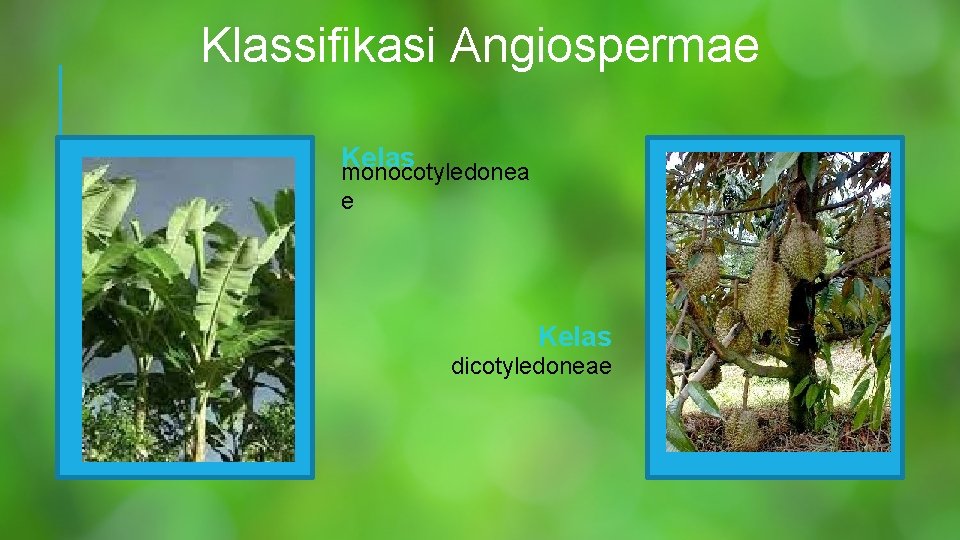 Klassifikasi Angiospermae Kelas monocotyledonea e Kelas dicotyledoneae 