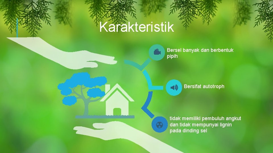 Karakteristik Bersel banyak dan berbentuk pipih Bersifat autotroph tidak memiliki pembuluh angkut dan tidak