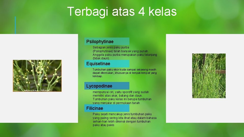 Terbagi atas 4 kelas Psilophytinae Sebagian jenis paku purba (Psilophytinae) telah banyak yang punah.