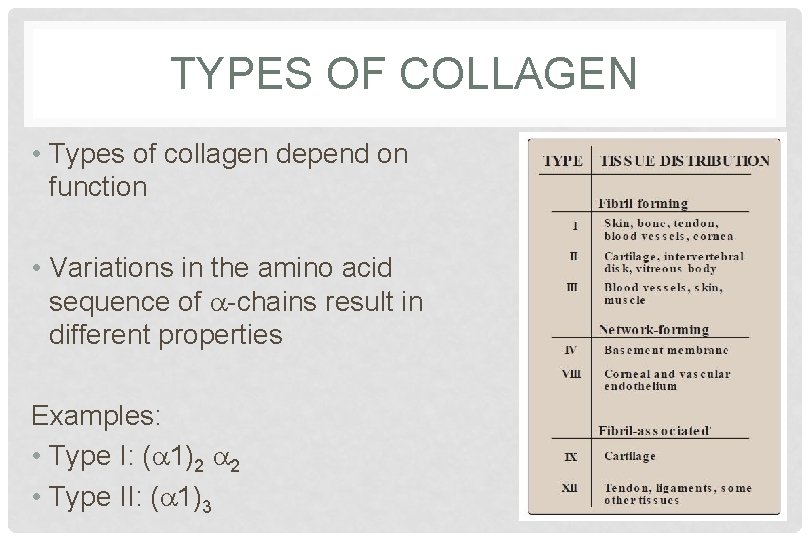 TYPES OF COLLAGEN • Types of collagen depend on function • Variations in the