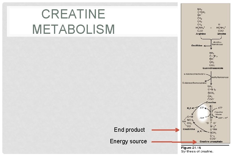 CREATINE METABOLISM End product Energy source 