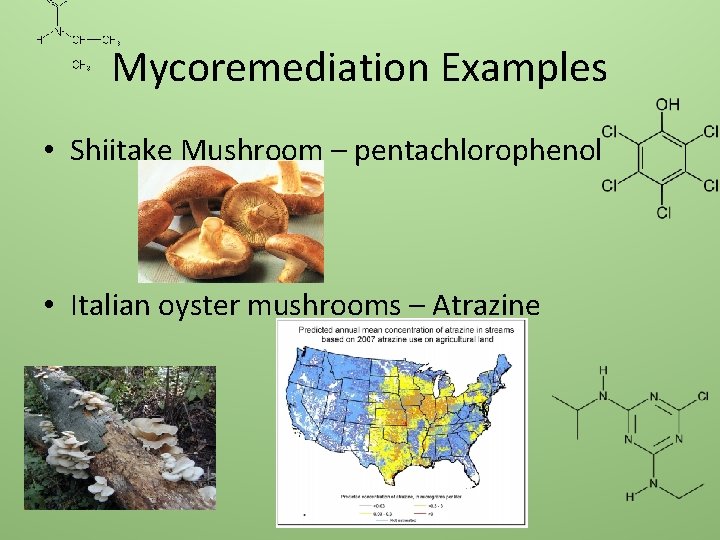 Mycoremediation Examples • Shiitake Mushroom – pentachlorophenol • Italian oyster mushrooms – Atrazine 
