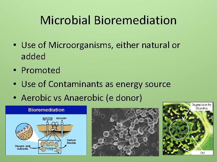 Microbial Bioremediation • Use of Microorganisms, either natural or added • Promoted • Use