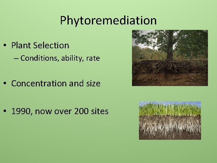 Phytoremediation • Plant Selection – Conditions, ability, rate • Concentration and size • 1990,