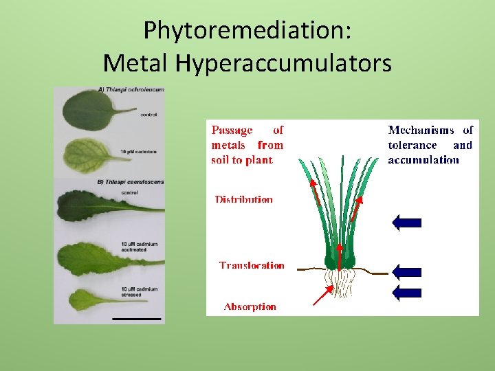 Phytoremediation: Metal Hyperaccumulators 