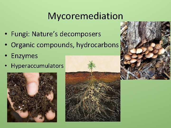 Mycoremediation • Fungi: Nature’s decomposers • Organic compounds, hydrocarbons • Enzymes • Hyperaccumulators 