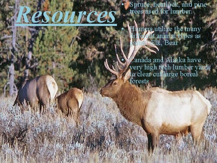 Resources • Spruce, hemlock, and pine trees used for lumber. • Hunters utilize the