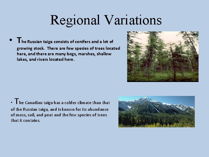 Regional Variations • The Russian taiga consists of conifers and a lot of growing