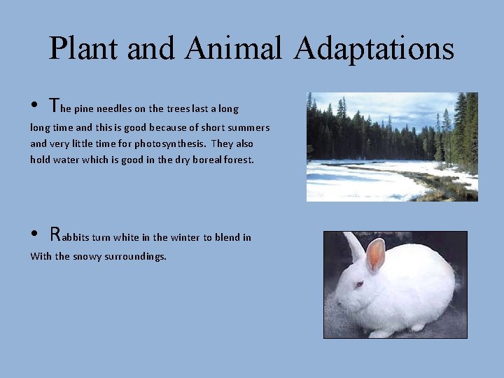 Plant and Animal Adaptations • The pine needles on the trees last a long