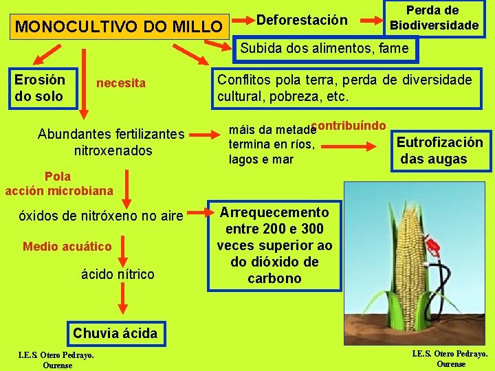 MONOCULTIVO DO MILLO Deforestación Perda de Biodiversidade Subida dos alimentos, fame Erosión do solo