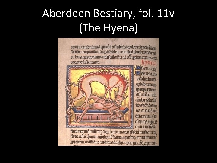 Aberdeen Bestiary, fol. 11 v (The Hyena) 