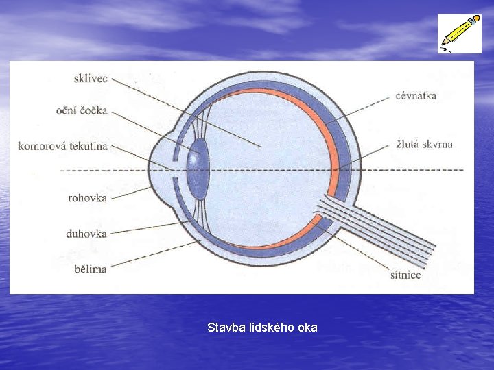 Stavba lidského oka 