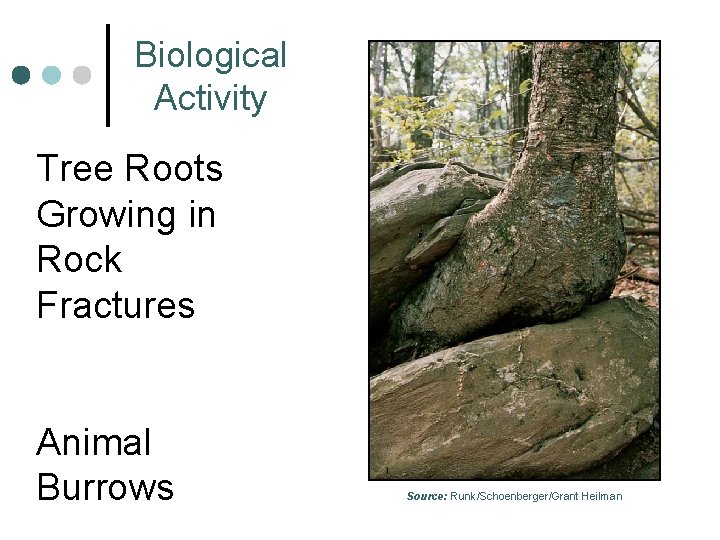 Biological Activity Tree Roots Growing in Rock Fractures Animal Burrows Source: Runk/Schoenberger/Grant Heilman 