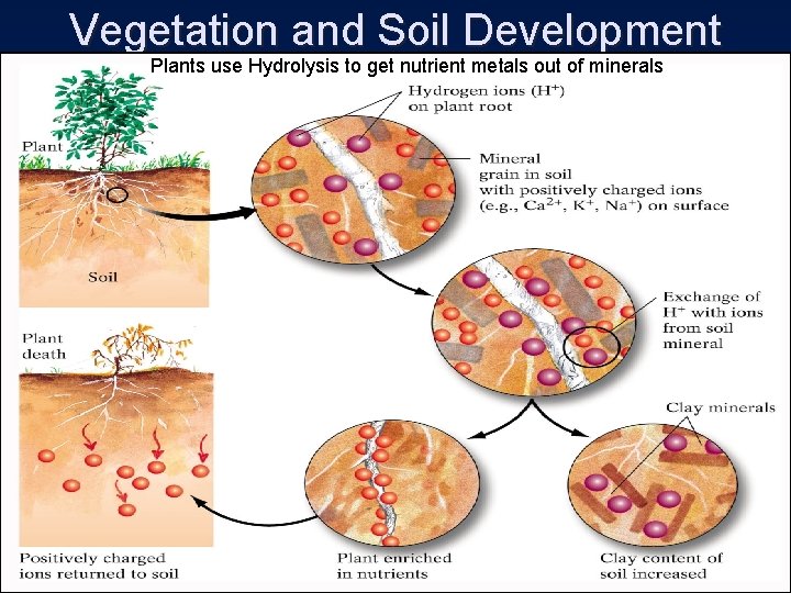 Vegetation and Soil Development Plants use Hydrolysis to get nutrient metals out of minerals