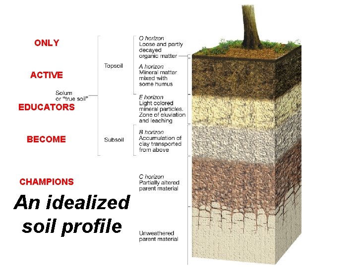 ONLY ACTIVE EDUCATORS BECOME CHAMPIONS An idealized soil profile 