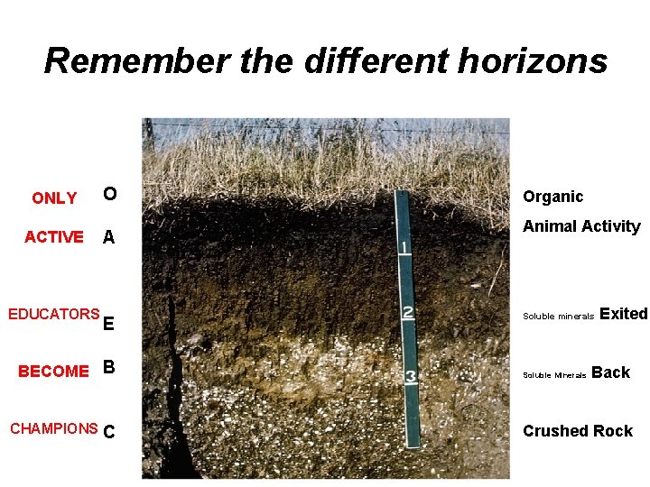 Remember the different horizons ONLY O ACTIVE A EDUCATORS E BECOME B CHAMPIONS C