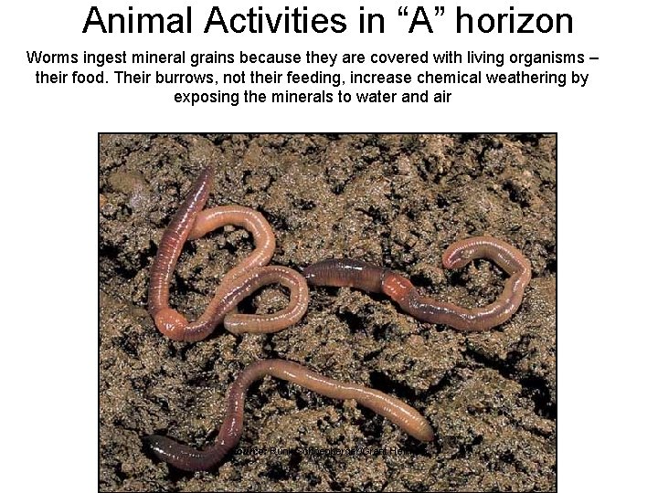 Animal Activities in “A” horizon Worms ingest mineral grains because they are covered with