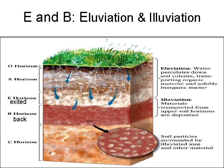 E and B: Eluviation & Illuviation exited back 