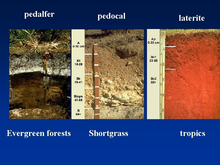 pedalfer Evergreen forests pedocal Shortgrass laterite tropics 