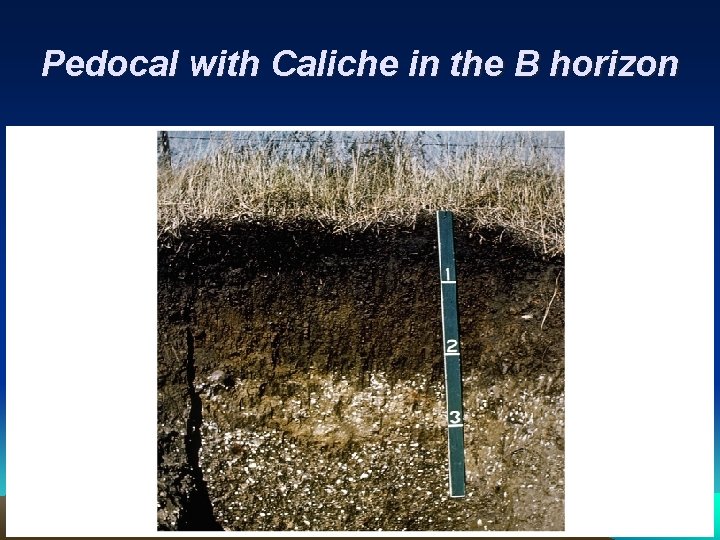 Pedocal with Caliche in the B horizon O A E Organic Activity Leached B
