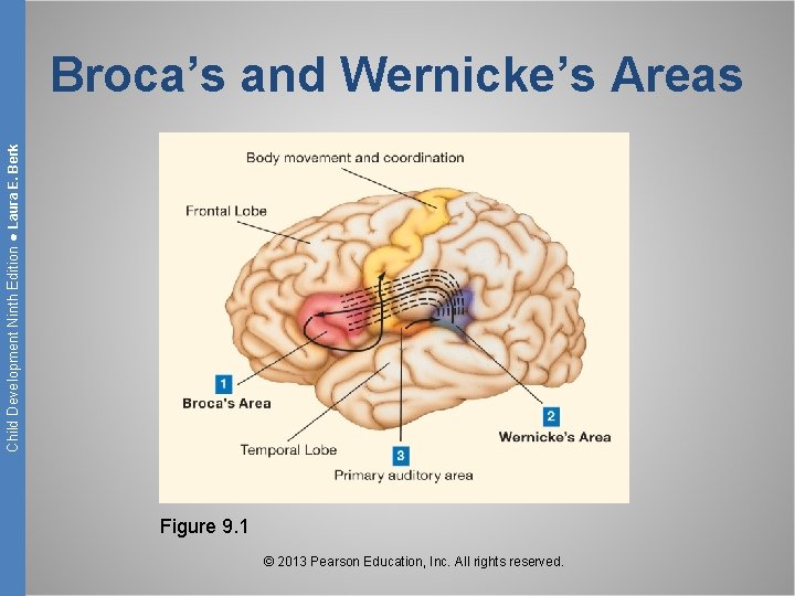 Child Development Ninth Edition ● Laura E. Berk Broca’s and Wernicke’s Areas Figure 9.