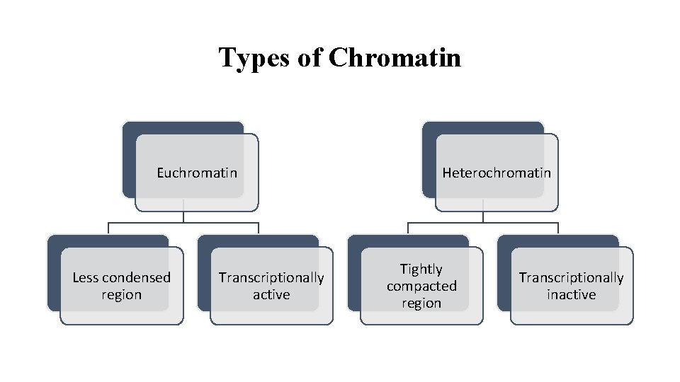 Types of Chromatin Euchromatin Less condensed region Transcriptionally active Heterochromatin Tightly compacted region Transcriptionally