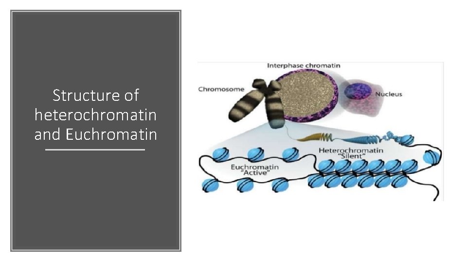 Structure of heterochromatin and Euchromatin 