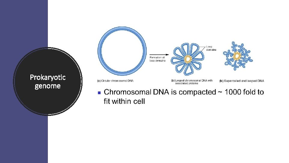 Prokaryotic genome 