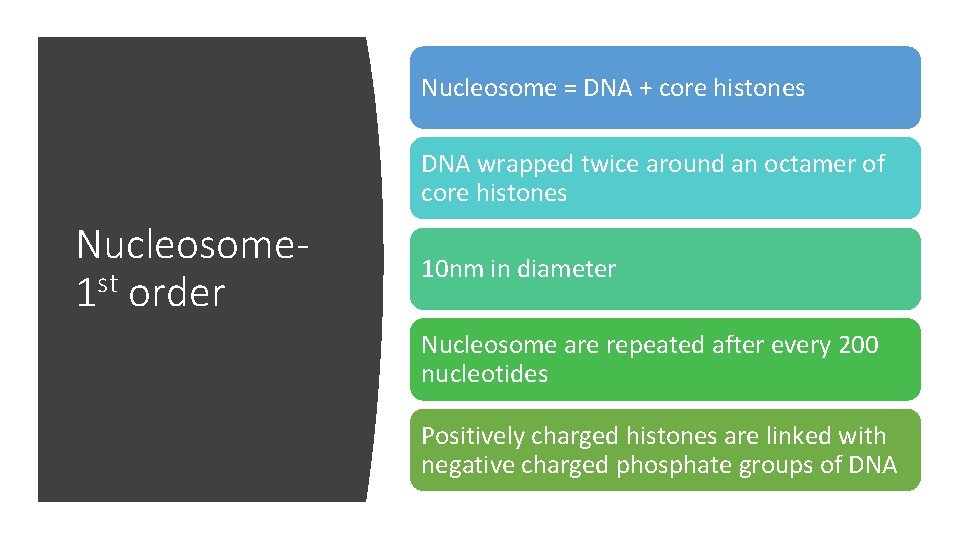 Nucleosome = DNA + core histones DNA wrapped twice around an octamer of core